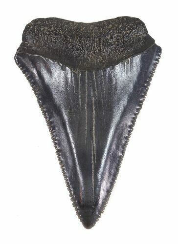 Serrated Fossil Great White Shark Tooth - #48882